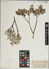 Foto von Salix lapponum L.